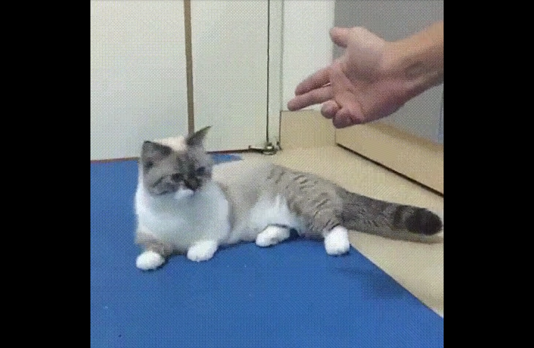 猫　驚き動画