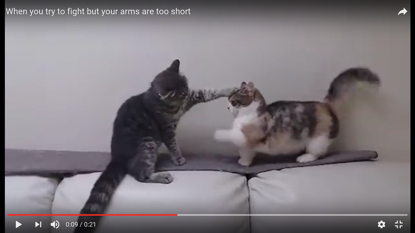 面白動画 お前なんか猫パンチで一発 やる気満々で戦いに挑んだけれどまさかの事実発覚で撃沈にゃんこ 猫の総合情報サイト ペットスマイルニュースforネコちゃん