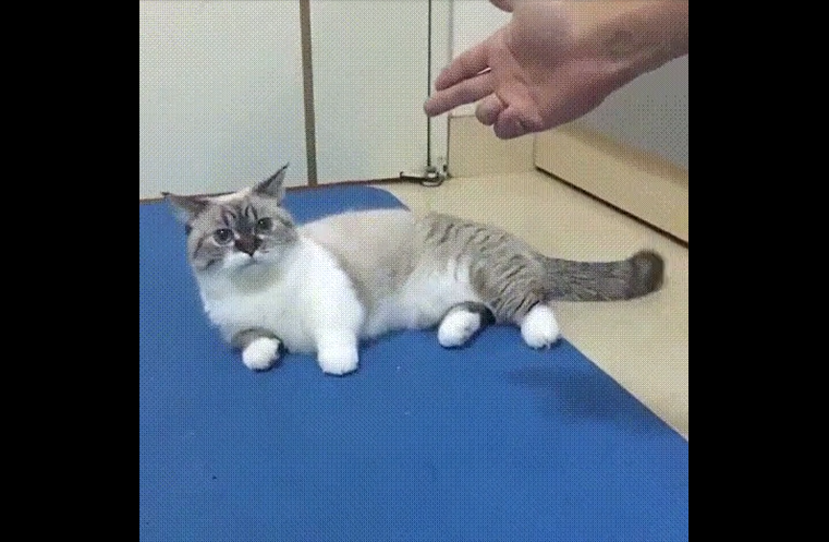 猫 驚き動画