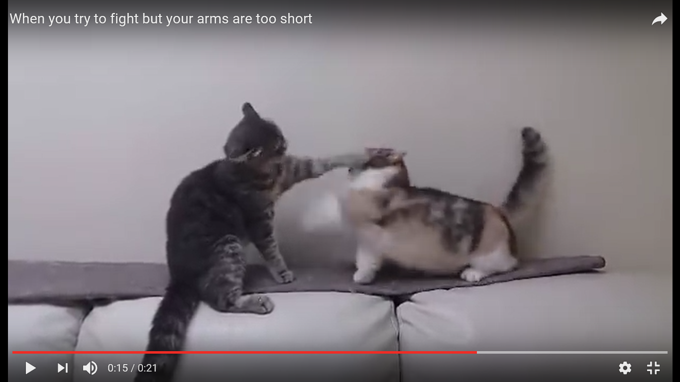 面白動画 お前なんか猫パンチで一発 やる気満々で戦いに挑んだけれどまさかの事実発覚で撃沈にゃんこ 猫の総合情報サイト ペットスマイルニュースforネコちゃん