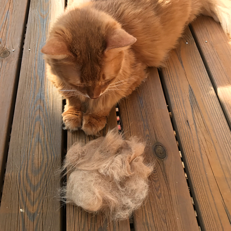 猫の抜け毛の時期はいつ？おすすめブラシ・掃除方法などの換毛期対策について