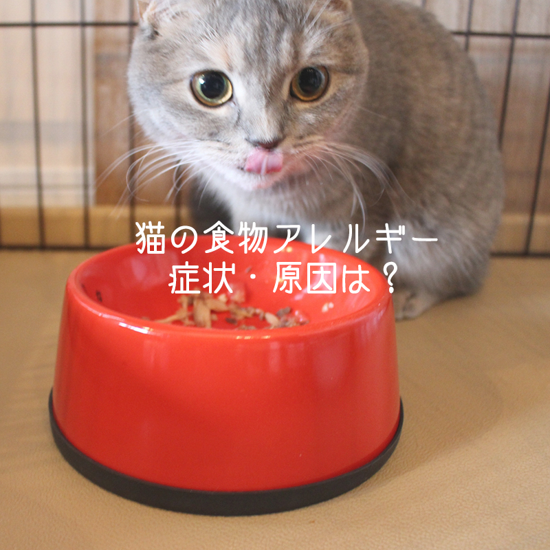 【獣医師監修】猫の食物アレルギーの症状、原因、検査方法は？