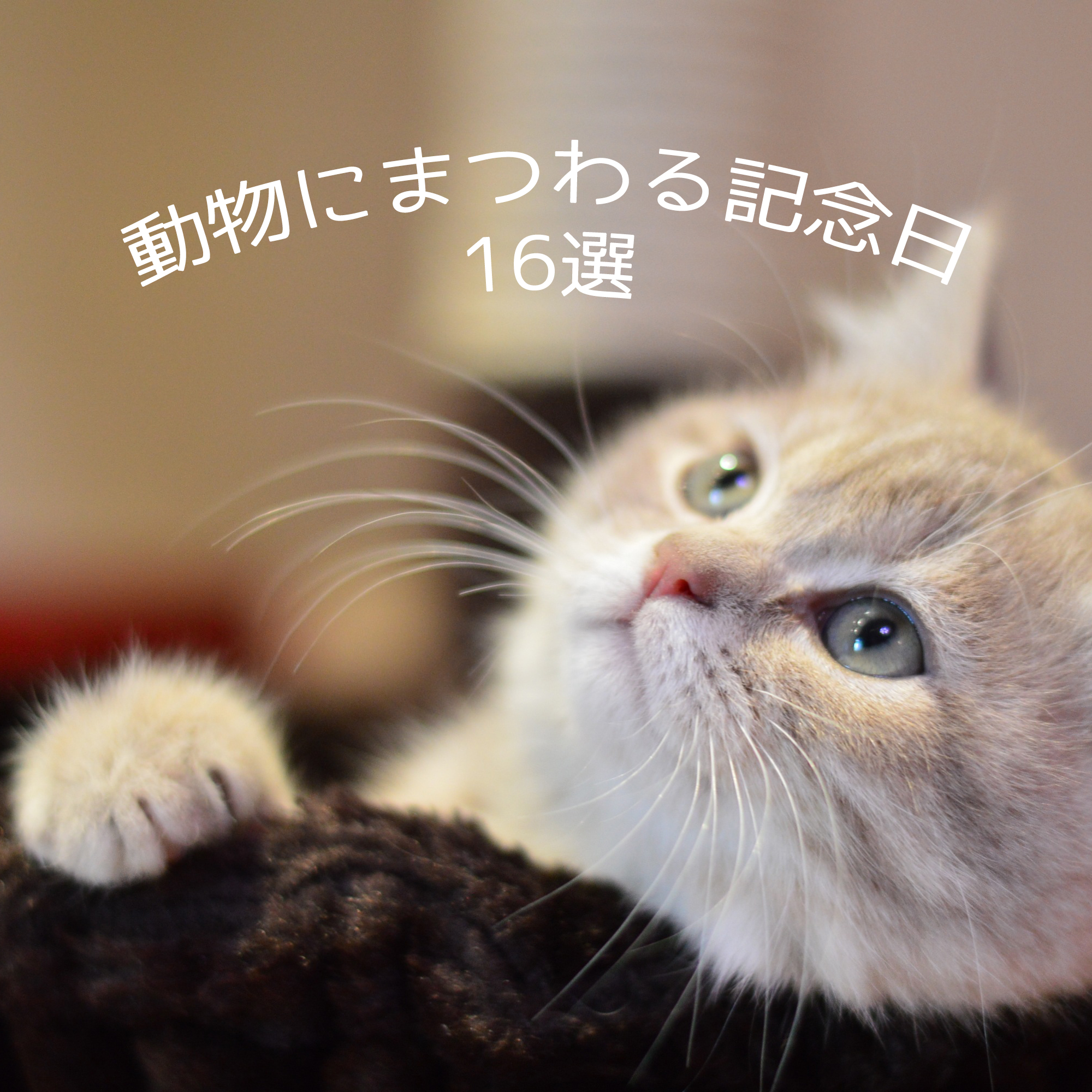 2022猫の日はいつ？日本と世界の猫にまつわる記念日・イベントまとめ
