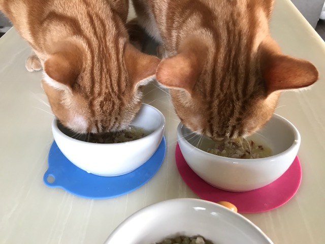 猫試食②