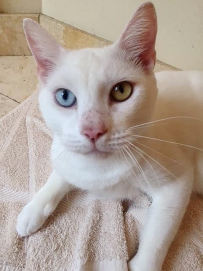 blind-rescue-cat-mange-different-color-eyes-cotton-7