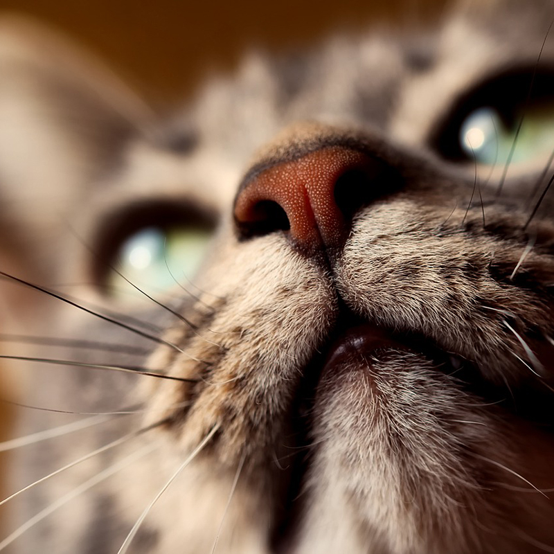 【獣医師監修】猫の口内炎の症状・原因・治療法は？薬やサプリは？