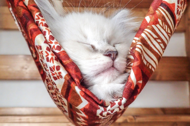 ハンモックで寝る猫