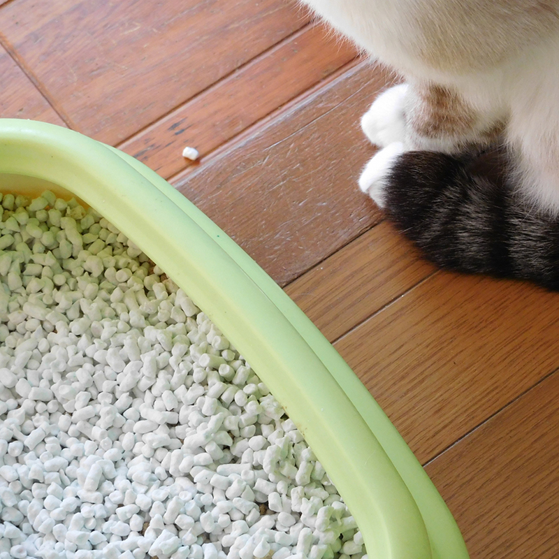 【尿路結石】冬は猫のおしっこの病気に要注意！気をつけたい症状や水分補給対策は？