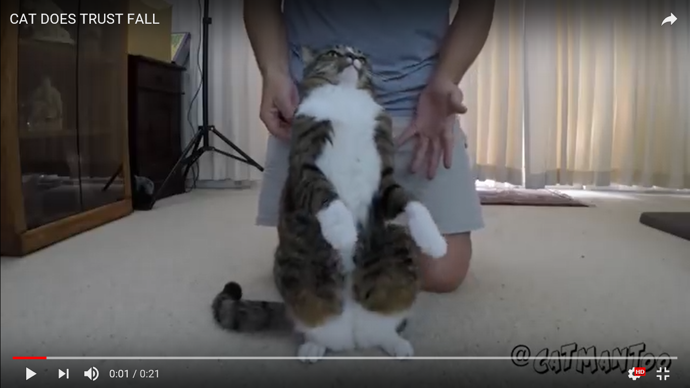 猫　癒し動画
