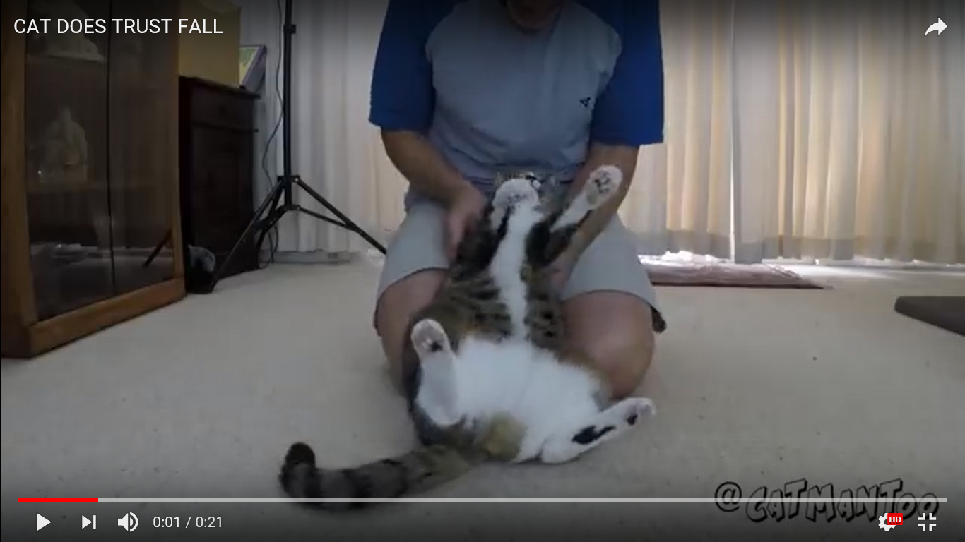 猫　癒し動画