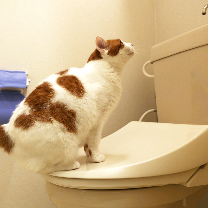 猫のうんちはトイレに流しちゃダメ！？猫のうんちのおすすめの処理方法３つ！