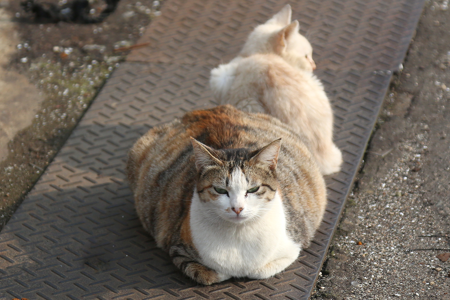 体が大きい猫