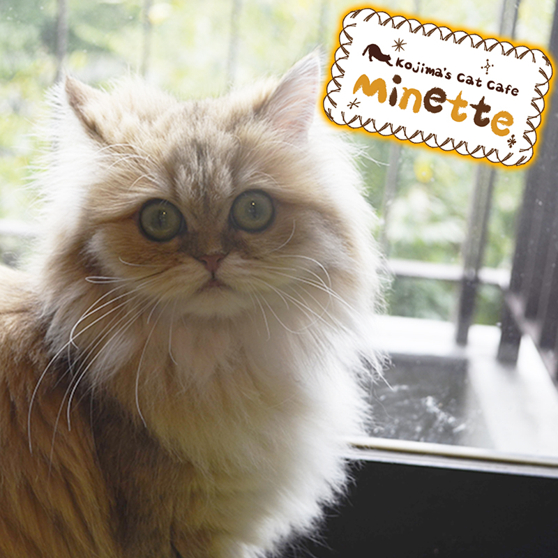 【横浜本牧いやしの猫カフェ・ミネット】第２６回　ペルシャの「パンジーちゃん」をご紹介♪