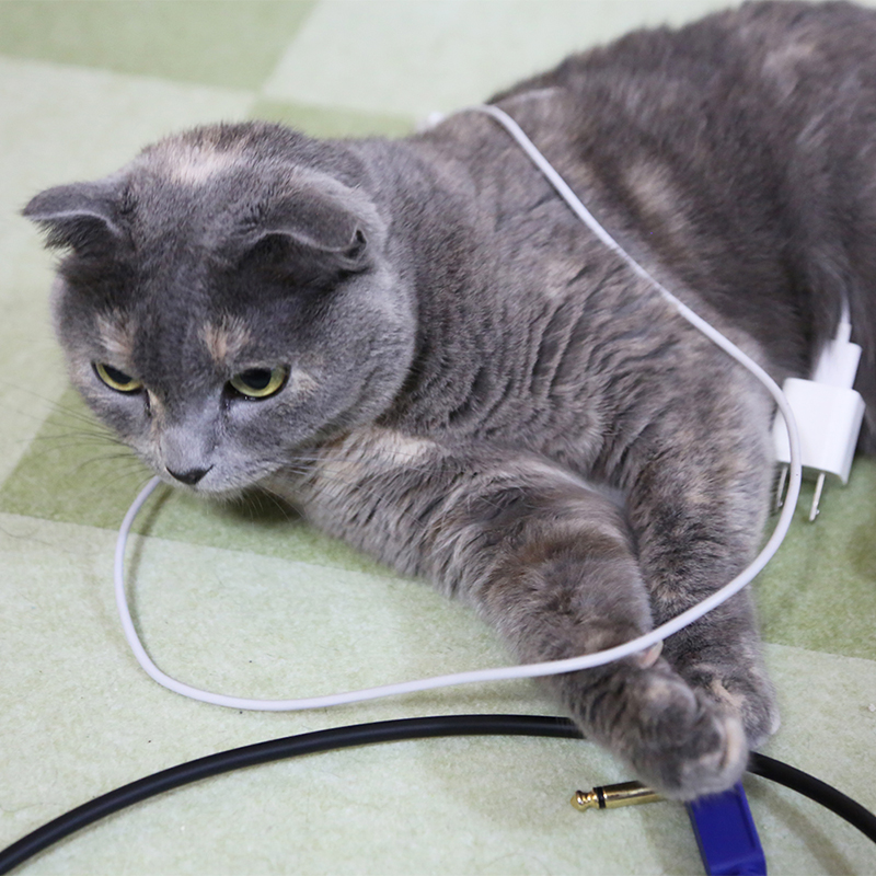 冬は要注意！猫が電気コードを噛む時の原因と効果的な対策とは？