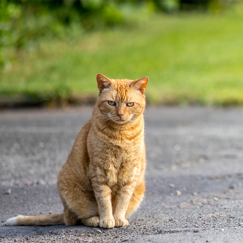 【交通事故】猫の亡骸を発見した時の対処法は？放し飼いの危険性について考えよう！