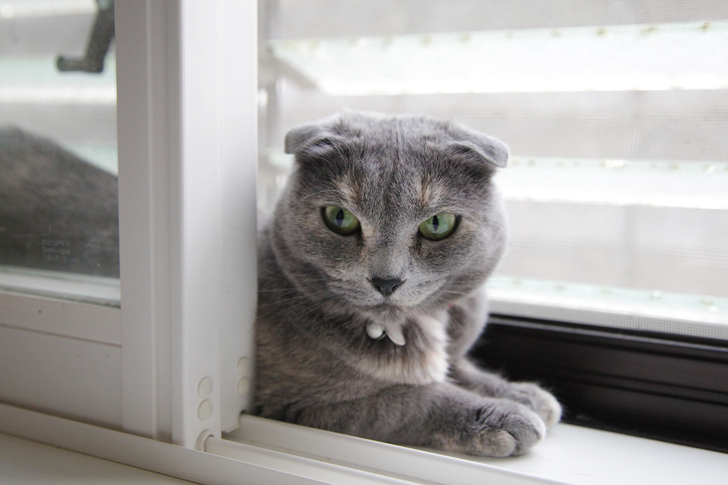 窓際にいる猫