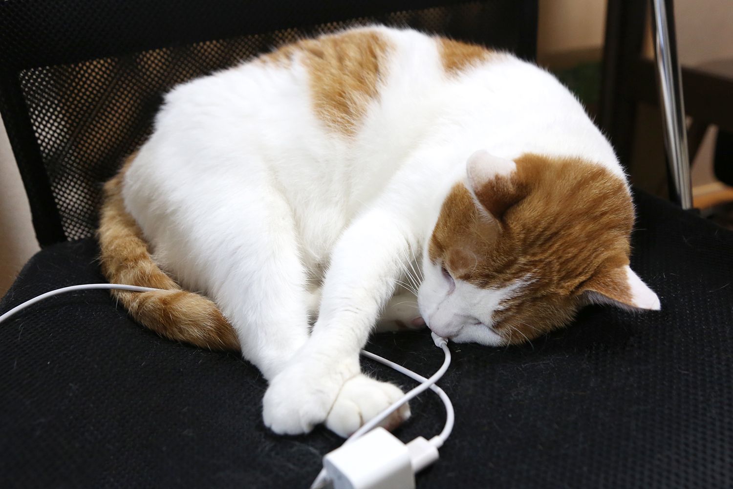 冬は要注意 猫が電気コードを噛む時の原因と効果的な対策とは 猫の総合情報サイト ペットスマイルニュースforネコちゃん
