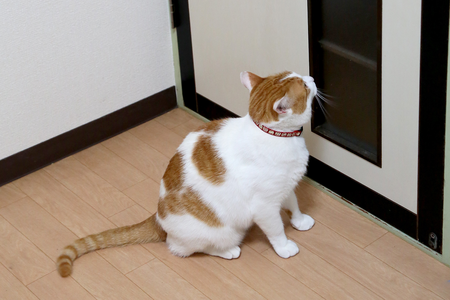 ドアの前に立っている猫