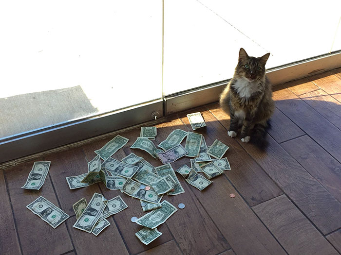 money-grabbing-cat-cashnip-kitty-10-59bfbb987e2c9__700