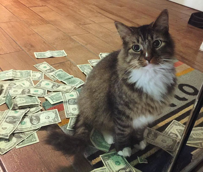 money-grabbing-cat-cashnip-kitty-22-59bfbbb029058__700