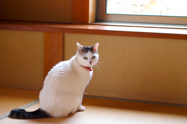 畳の部屋にいる白トビキジの猫