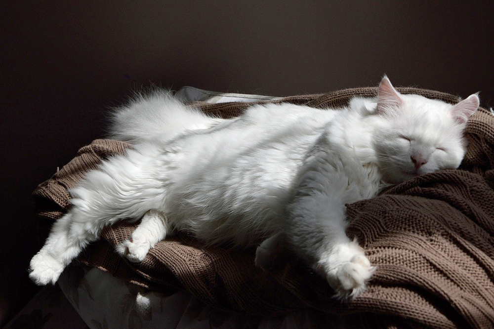 セーターの上で寝る猫