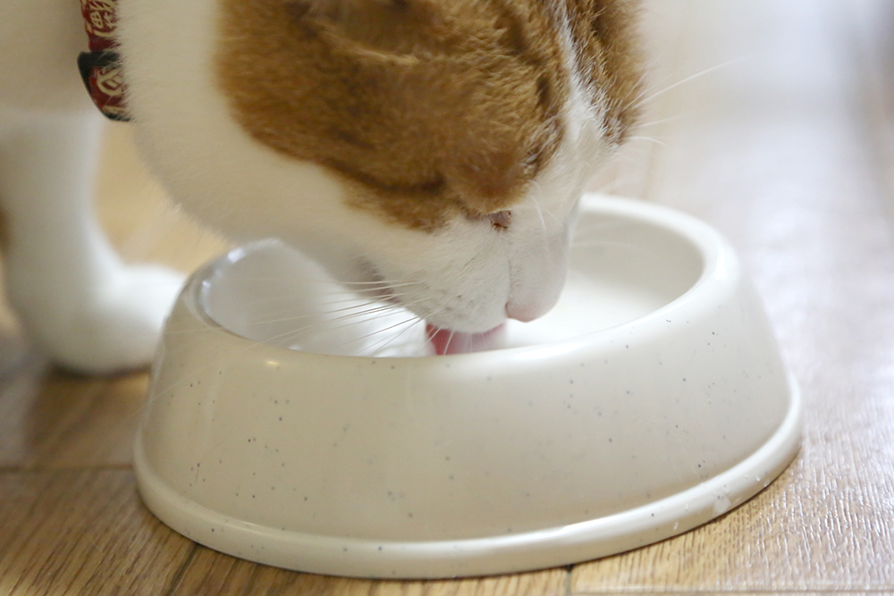 食器から水を飲む猫