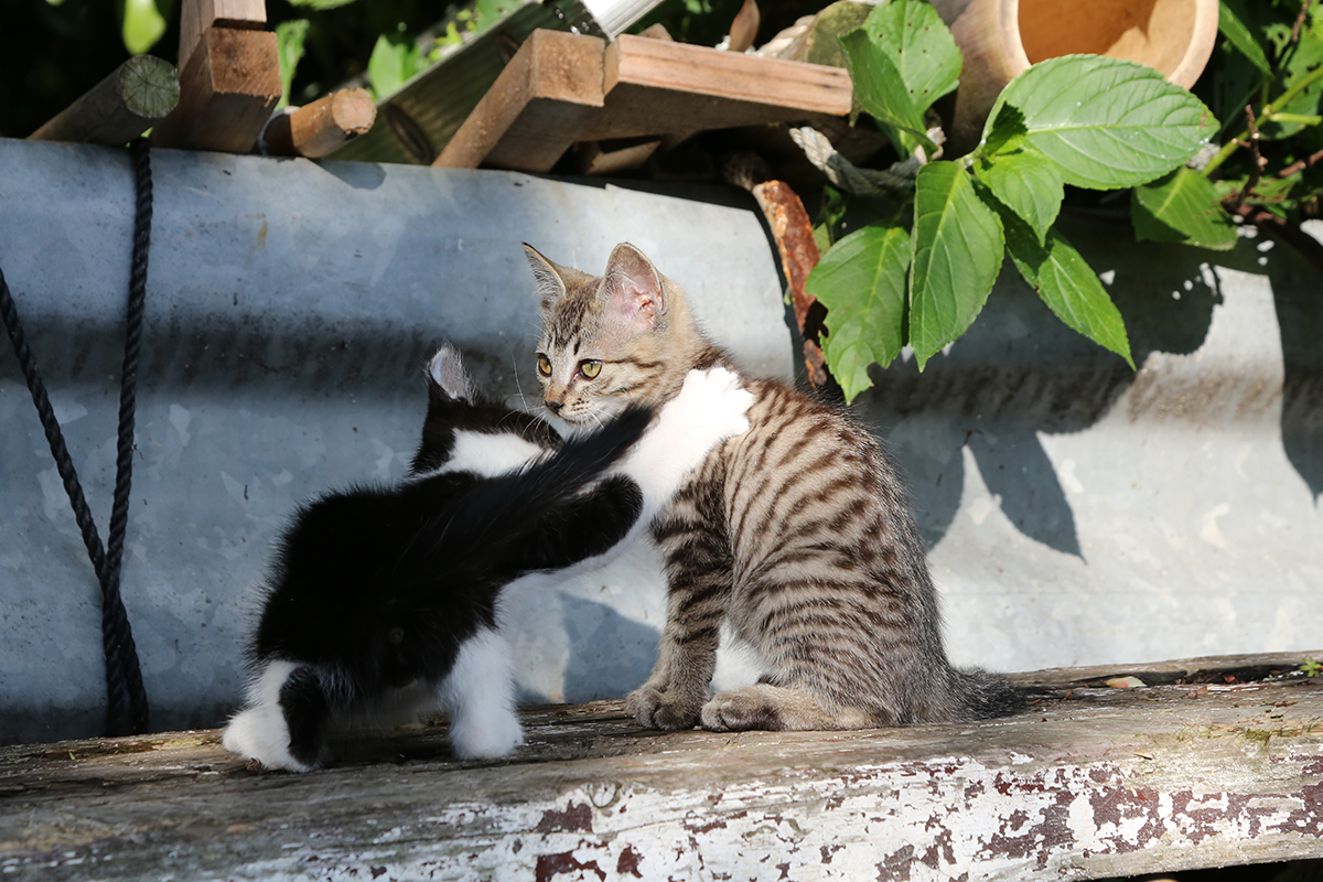 子猫同士で遊ぶ