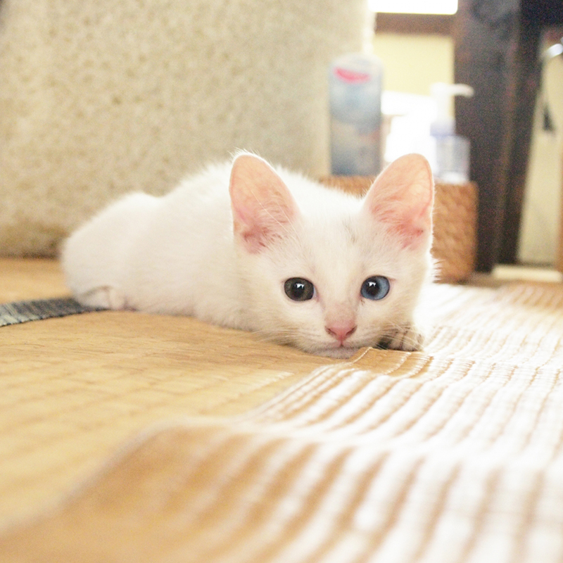 猫はなぜ畳が好き？爪とぎや尿から畳を保護する7つの対策法！