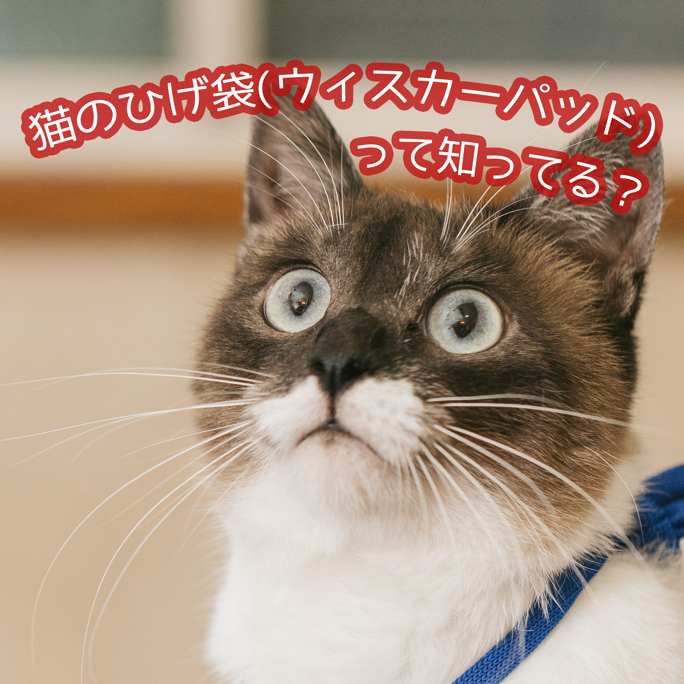 猫のひげ袋(ウィスカーパッド)が膨らむ理由と役割を解説！