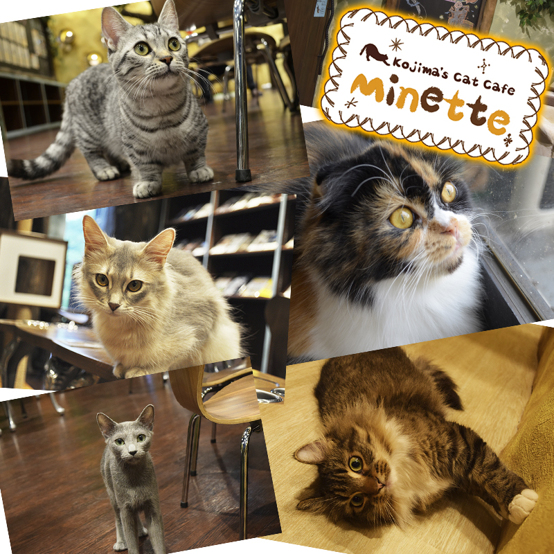 【横浜本牧いやしの猫カフェ・ミネット】第２８回　十猫十色！個性豊かなミネットの猫ちゃんを一挙紹介♪