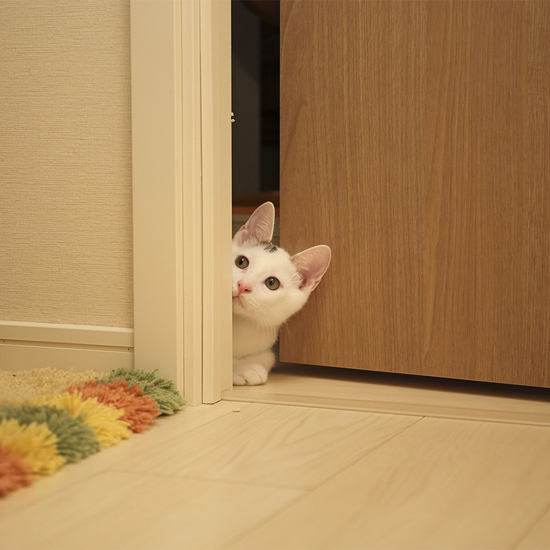 猫がドアを開ける！？ドアの前で鳴く困った行動の対策７つ