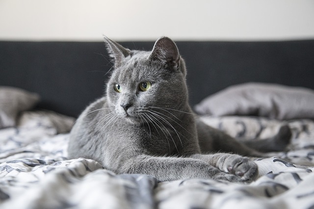 ベッドの上でくつろぐ猫