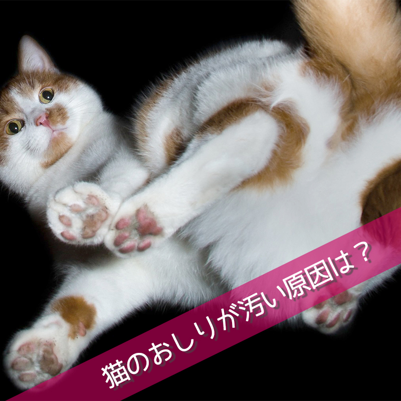 猫のおしりが汚い原因は？下痢うんちの拭き方や肛門腺絞りの方法について