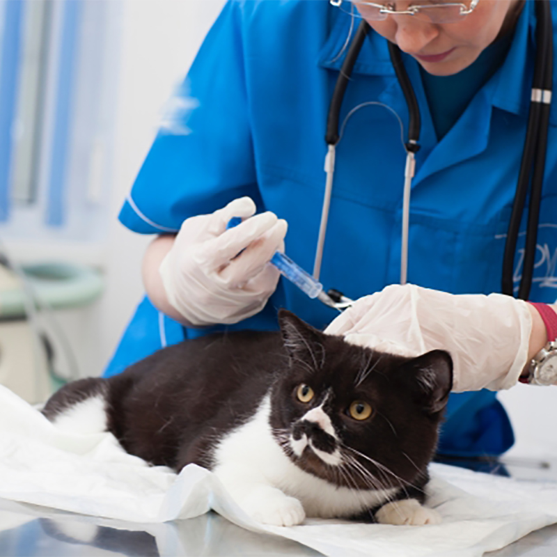 【獣医師監修】猫に狂犬病ワクチンは必要？予防接種の値段や狂犬病の症状について