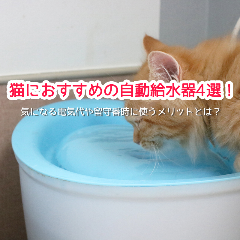 猫におすすめの自動給水器4選！気になる電気代や留守番時に自動給水器を使うメリットとは？