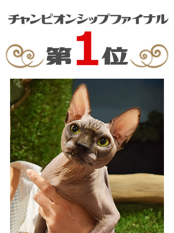 半蔵くん