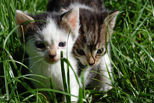 草むらの中にいる2匹の生後数ヶ月の子猫