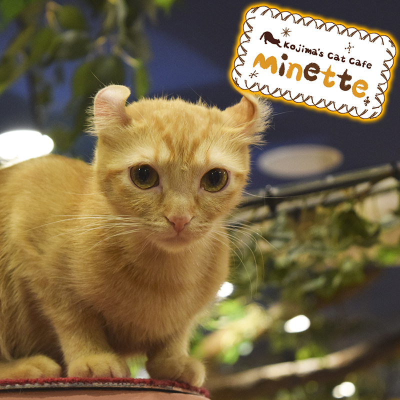 【横浜本牧いやしの猫カフェ・ミネット】第３１回　アメリカンカールの「サンゴちゃん」をご紹介♪