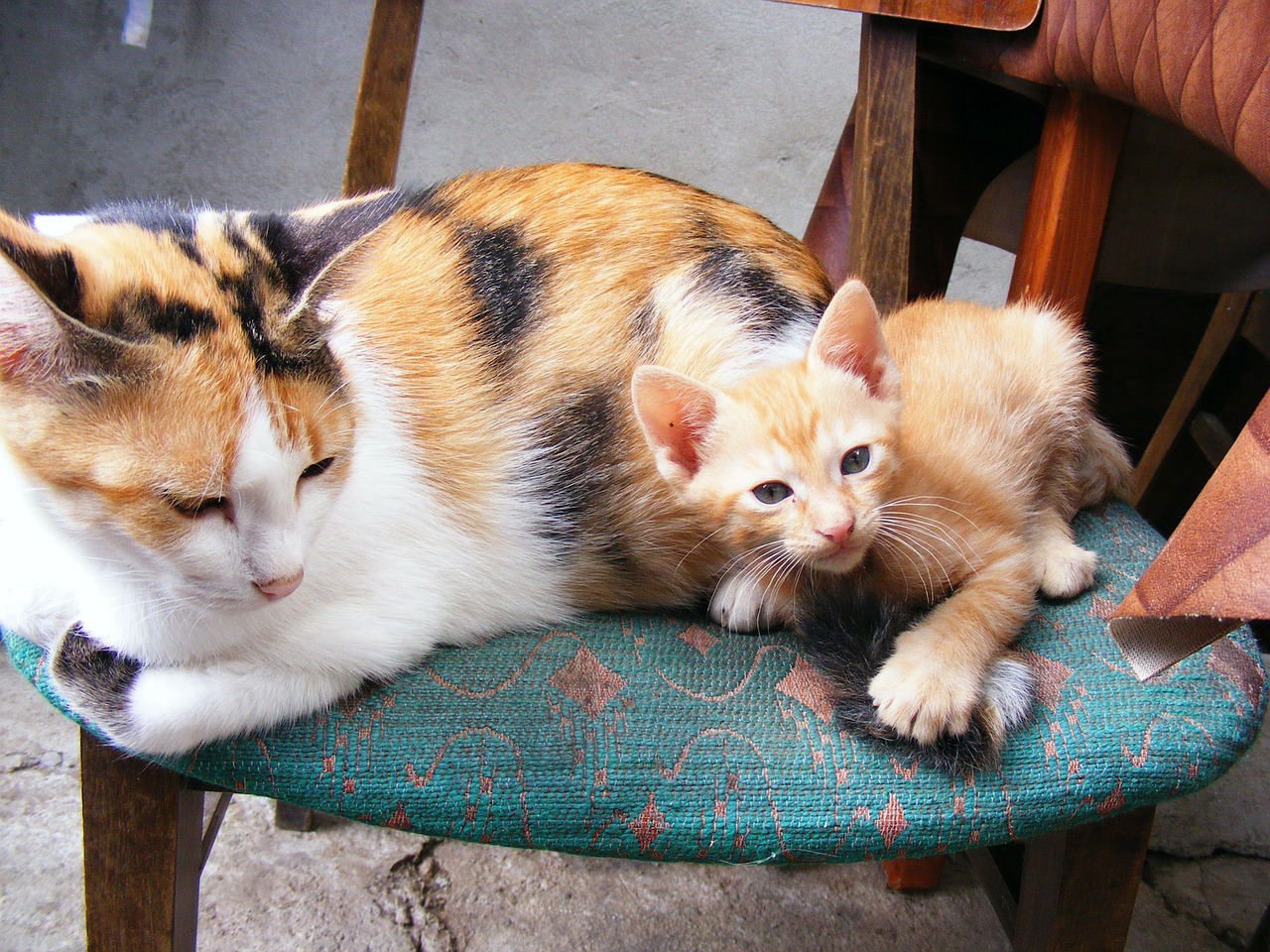 椅子の上に乗っている母猫と子猫