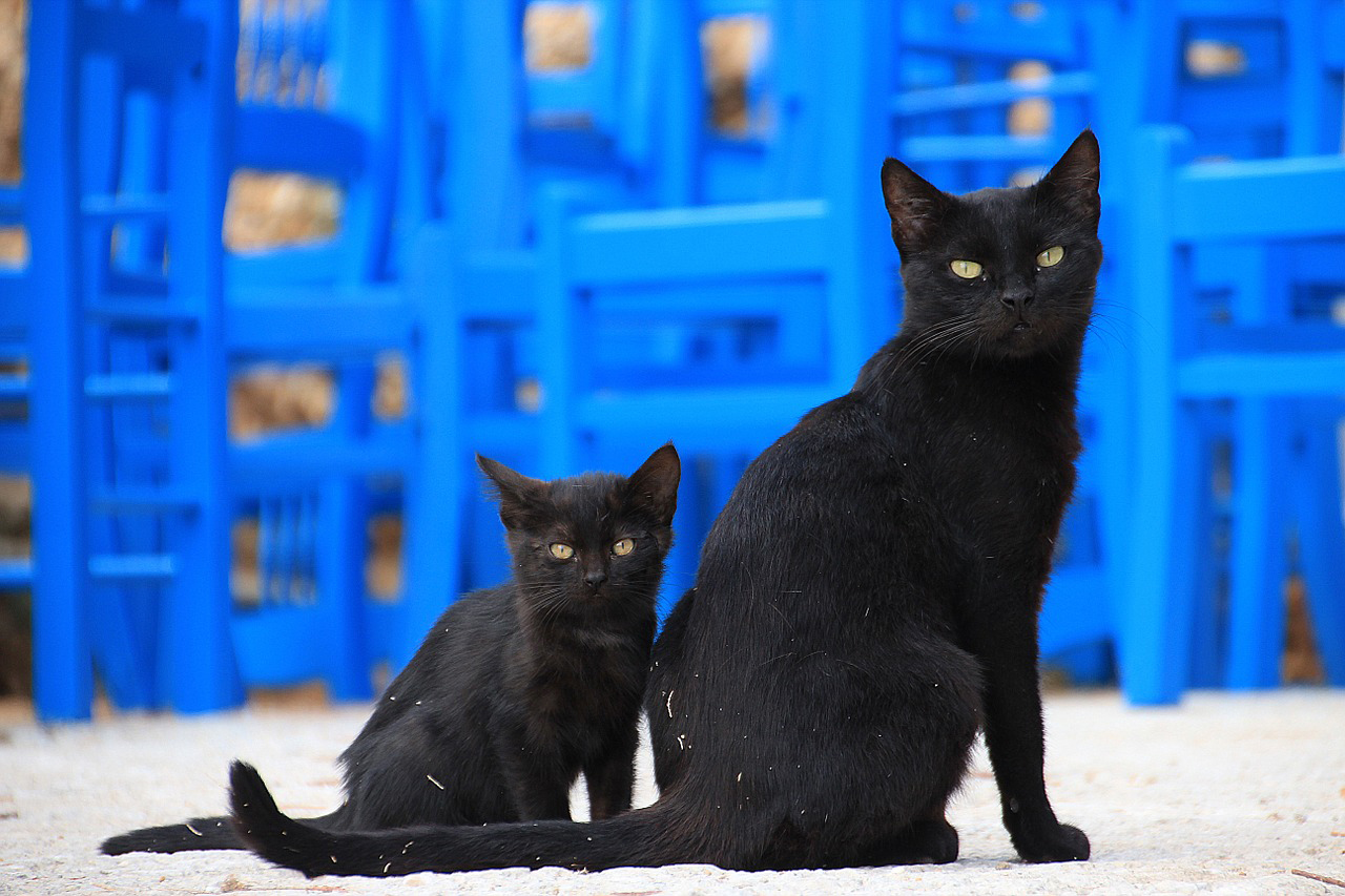 黒猫の成猫と子猫