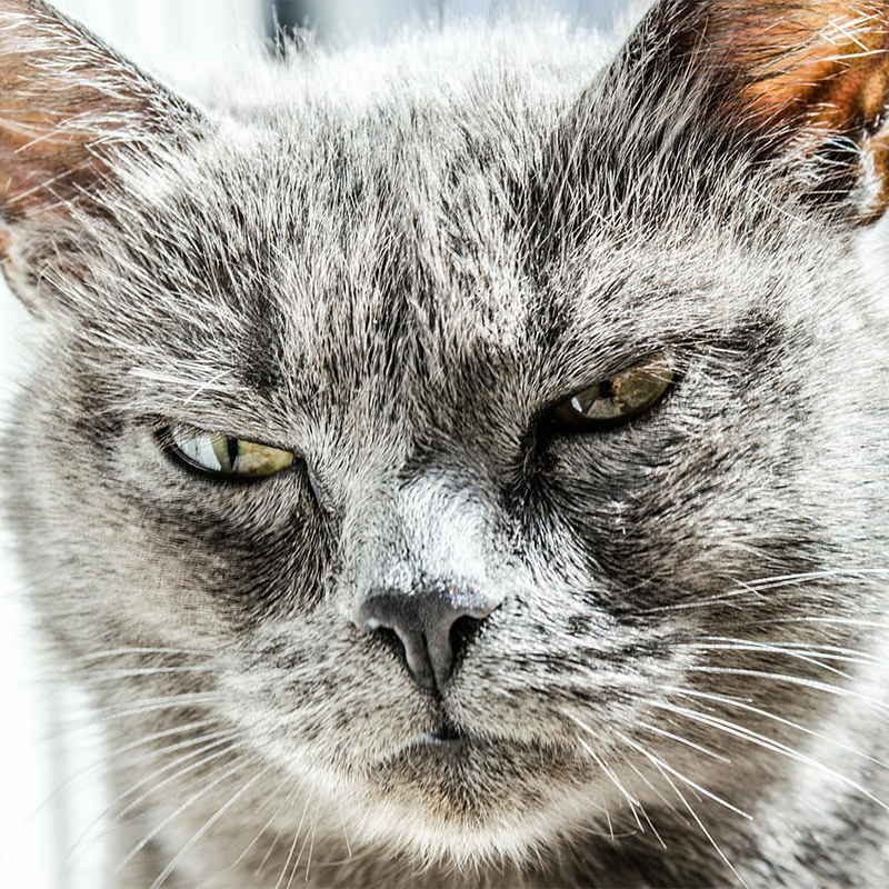 猫が怒る時に見られる行動とその理由とは？噛むほど怒る時の対処法！