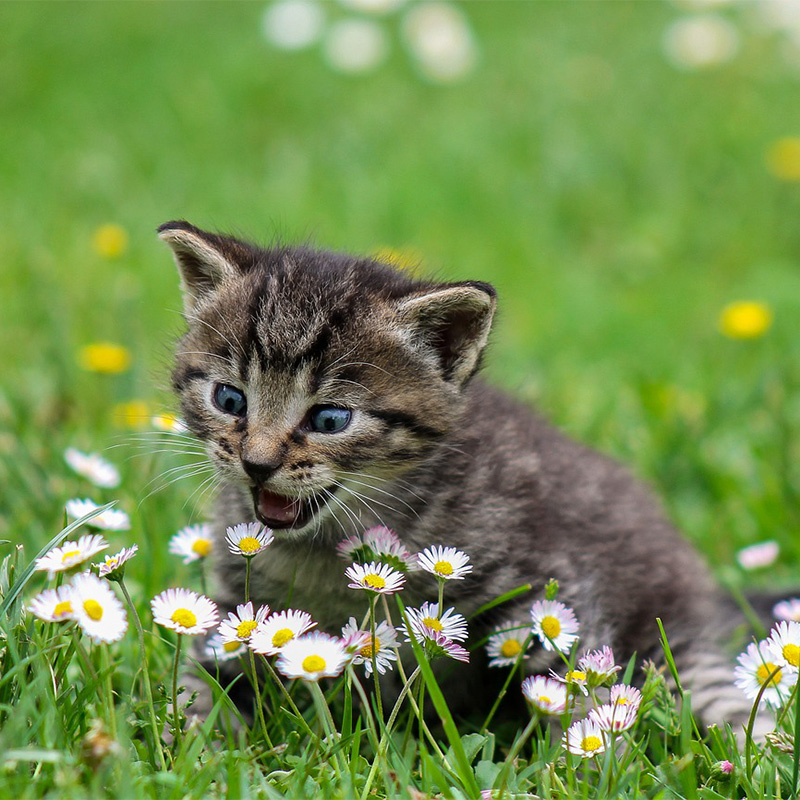 【獣医師監修】猫の花粉症の症状とは？くしゃみ・目の痒み・鼻水に要注意！