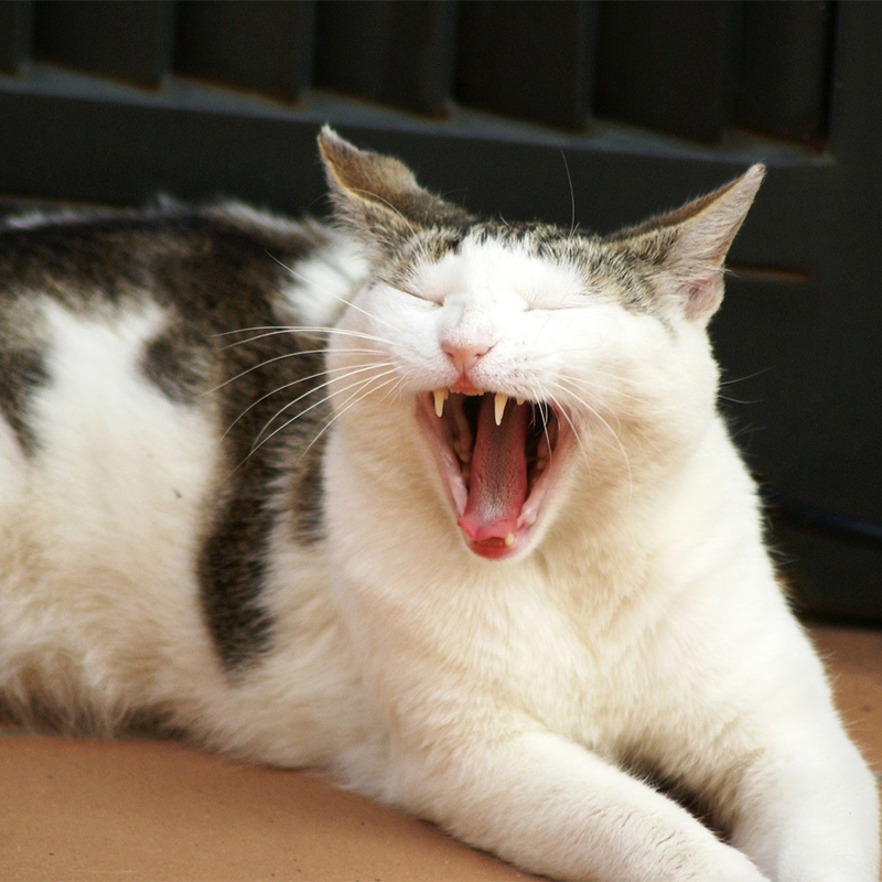 猫があくびする本当の意味は？あくびが臭い時は病気にも注意！