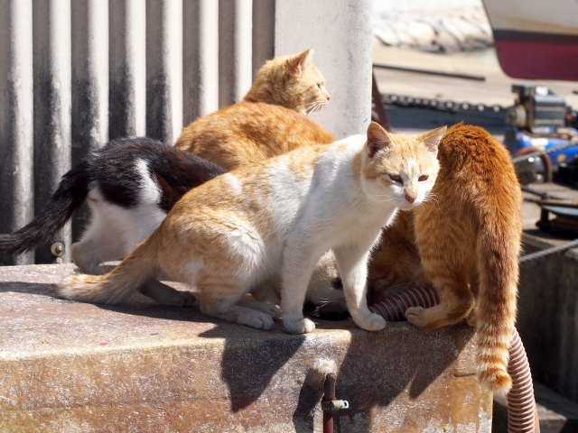 港に集まる野良猫たち