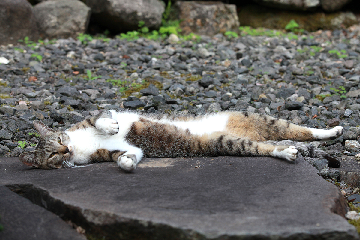 猫が驚くほど伸びるのはなぜ 伸びをする理由と柔らかさの正体について 猫の総合情報サイト ペットスマイルニュースforネコちゃん