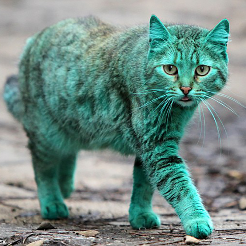 リゾートタウンに現れた緑色の猫。その驚くべき理由は…
