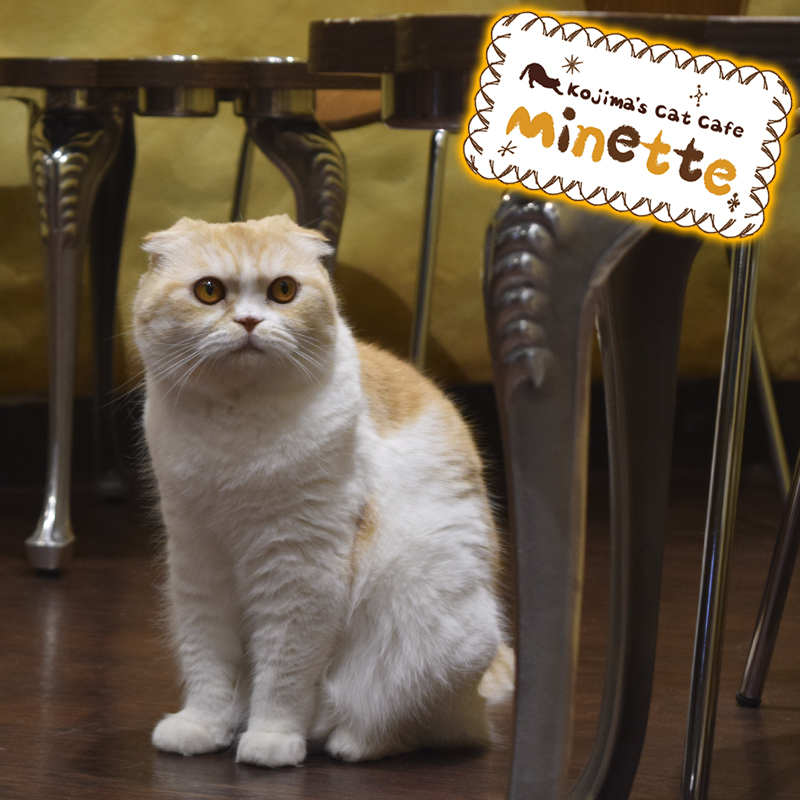 【横浜本牧いやしの猫カフェ・ミネット】第３３回　スコティッシュフォールドの「胡桃ちゃん」をご紹介♪