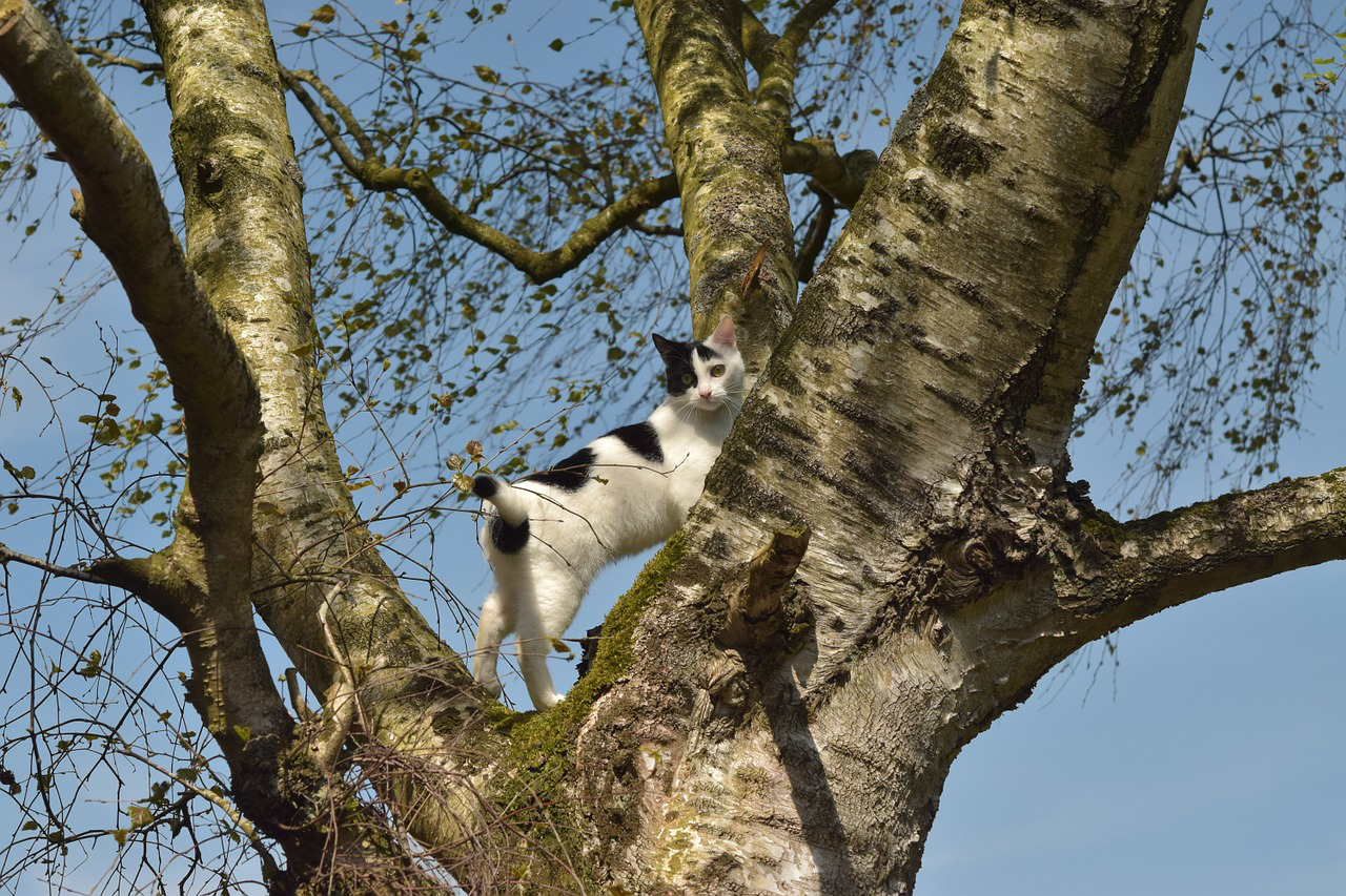 木の上にいる猫