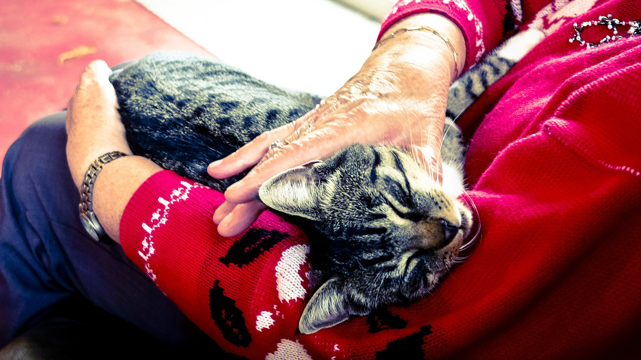 猫が腕に抱きつくかわいい理由は 噛むほど夢中になる時の対処法